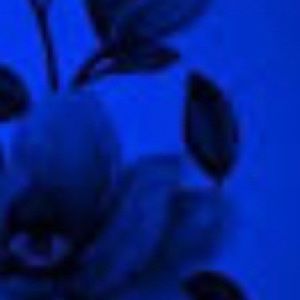 Meet your Posher, Adrianna